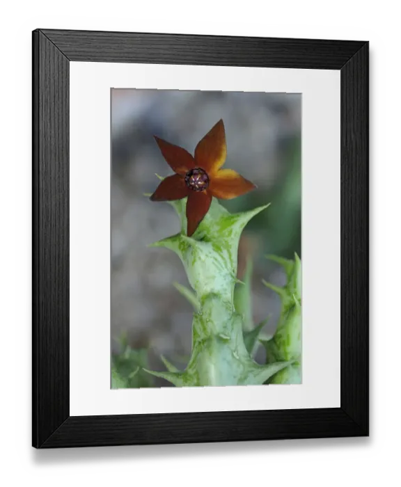 Framed Print : Orbea commutata, syn. Caralluma sprengeri Framed Print : Orbea commutata, syn. Caralluma sprengeri