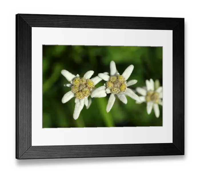 Framed Print : Edelweiss (Leontopodium alpinum Cass. ) Framed Print : Edelweiss (Leontopodium alpinum Cass. )