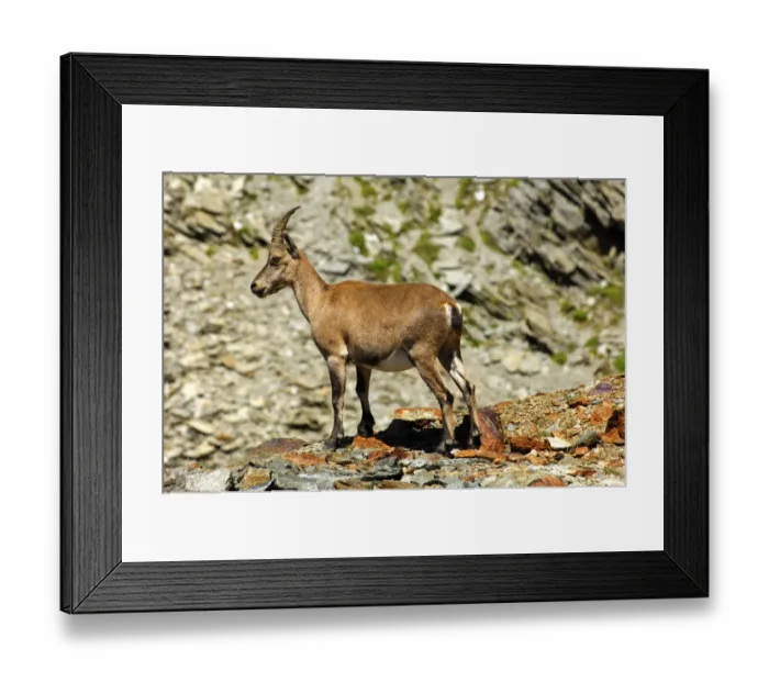 Framed Print : Young Alpine ibex (Capra ibex) in the scree, Savoy Alps, France, Europe Framed Print : Young Alpine ibex (Capra ibex) in the scree, Savoy Alps, France, Europe