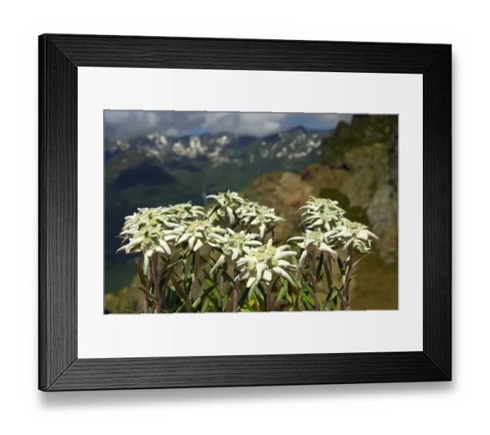 Framed Print : Edelweiss (Leontopodium alpinum Cass. ) Framed Print : Edelweiss (Leontopodium alpinum Cass. )