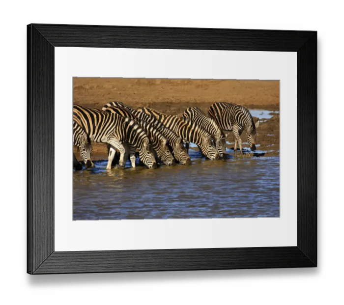 Framed Print : Herd of Plains Zebra (Equus burchelli) at a water hole, Madikwe Game Reserve, South Africa Framed Print : Herd of Plains Zebra (Equus burchelli) at a water hole, Madikwe Game Reserve, South Africa