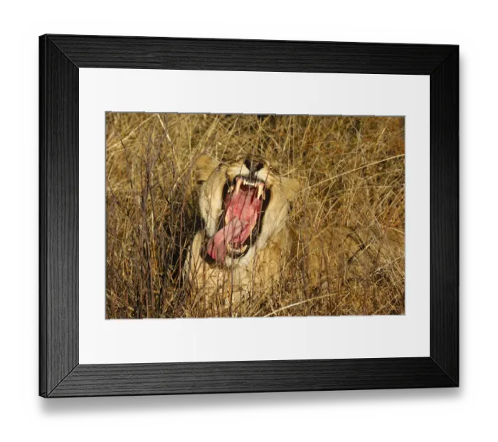 Framed Print : Yawning Lioness (Panthera leo) showing its teeth, Madikwe Game Reserve, South Africa