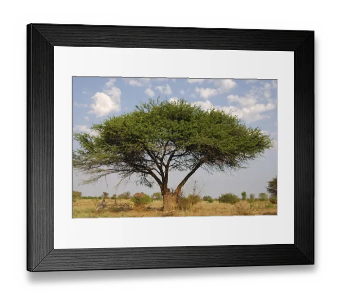 Framed Print : Umbrella Thorn Acacia (Acacia tortilis), Okavango Delta, Botswana, Africa Framed Print : Umbrella Thorn Acacia (Acacia tortilis), Okavango Delta, Botswana, Africa