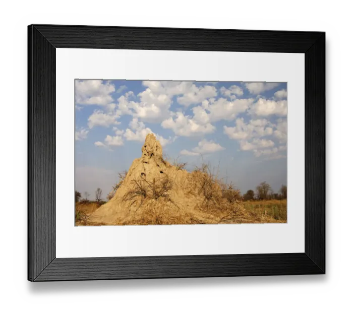 Framed Print : Termite hill under cumulus clouds in the Okavango Delta, Botswana, Africa Framed Print : Termite hill under cumulus clouds in the Okavango Delta, Botswana, Africa