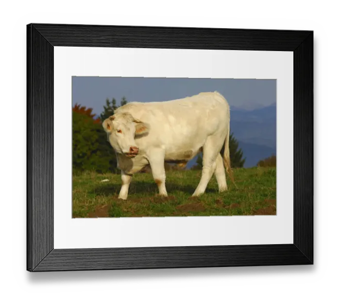 Framed Print : Charolais beef cattle on a mountain pasture, France, Europe