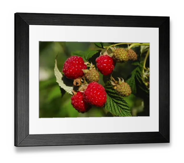 Framed Print : Ripe raspberries Framed Print : Ripe raspberries
