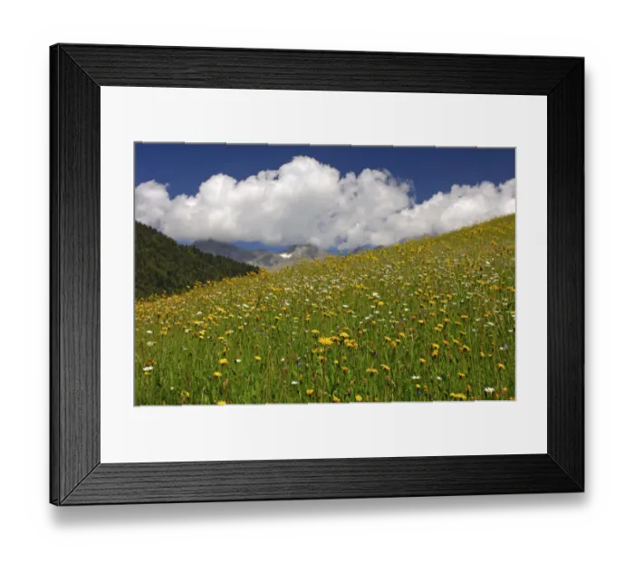 Framed Print : Flowering meadow, alpine grasslands in the spring, Bernese Oberland, Switzerland, Europe Framed Print : Flowering meadow, alpine grasslands in the spring, Bernese Oberland, Switzerland, Europe