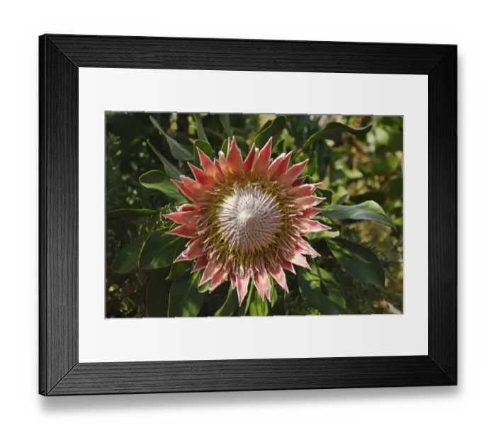 Framed Print : King Protea (Protea cynaroides), national flower of South Africa, Cape Floristic Region, South Africa, Africa Framed Print : King Protea (Protea cynaroides), national flower of South Africa, Cape Floristic Region, South Africa, Africa