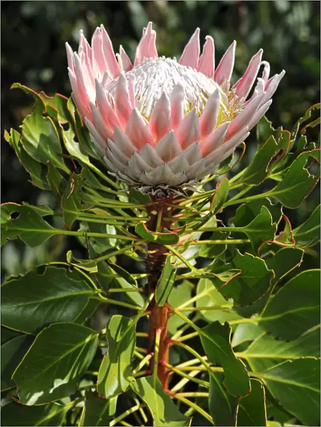 King Protea (Protea cynaroides), national flower of South Africa, Cape Floristic Region, South Africa, Africa