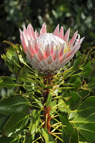 King Protea (Protea cynaroides), national flower of South Africa, Cape Floristic Region, South Africa, Africa