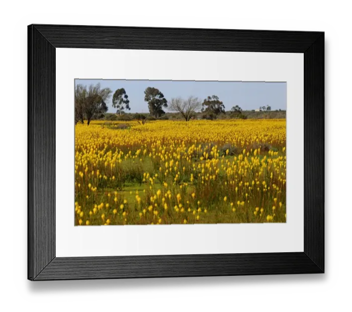 Framed Print : Meadow with countless Bulbinella latifolia or rooikatstert (Bulbinella latifolia), Bokkeveld Plateau, Namaqualand, South Africa, Africa Framed Print : Meadow with countless Bulbinella latifolia or rooikatstert (Bulbinella latifolia), Bokkeveld Plateau, Namaqualand, South Africa, Africa