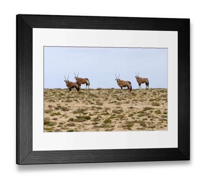 Framed Print : Gemsbok or gemsbuck (Oryx gazella), Namaqualand, South Africa, Africa