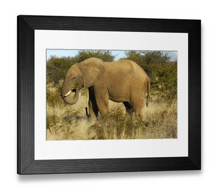 Framed Print : African elephant (Loxodonta africana) foraging in the thorn bush savanna, Madikwe Game Reserve, South Africa, Africa Framed Print : African elephant (Loxodonta africana) foraging in the thorn bush savanna, Madikwe Game Reserve, South Africa, Africa