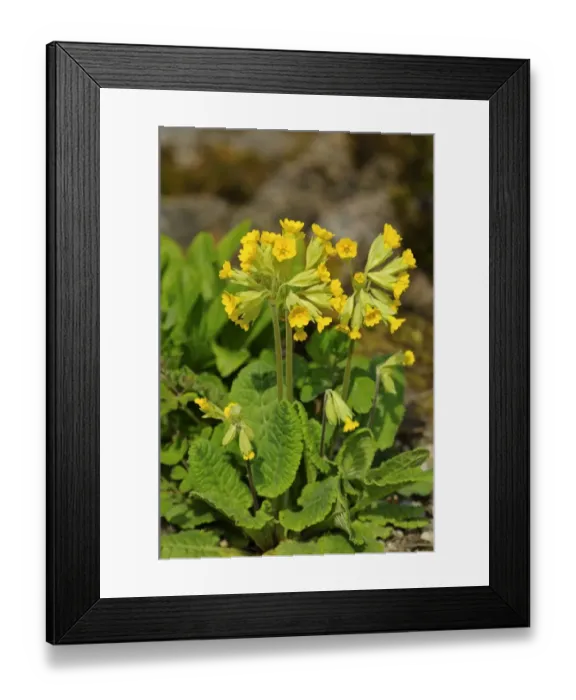 Framed Print : Cowslip, primrose (Primula veris) Framed Print : Cowslip, primrose (Primula veris)