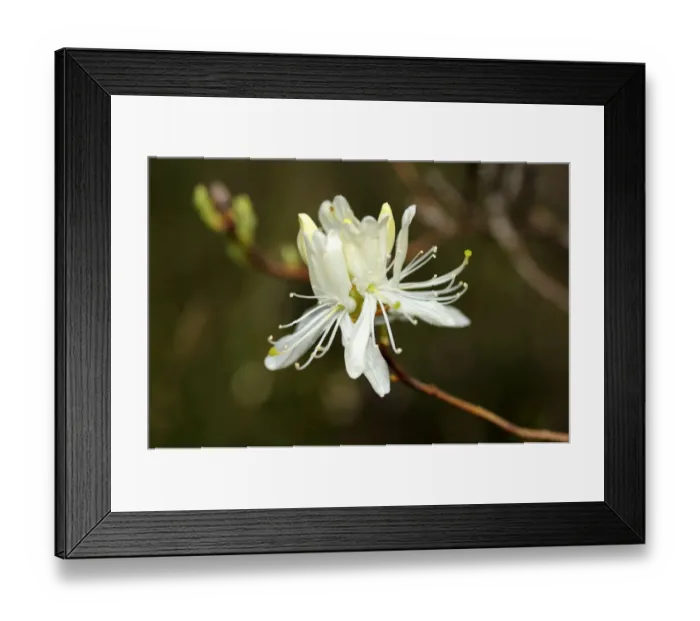 Framed Print : White Rhodora (Rhododendron canadense Alba) Framed Print : White Rhodora (Rhododendron canadense Alba)