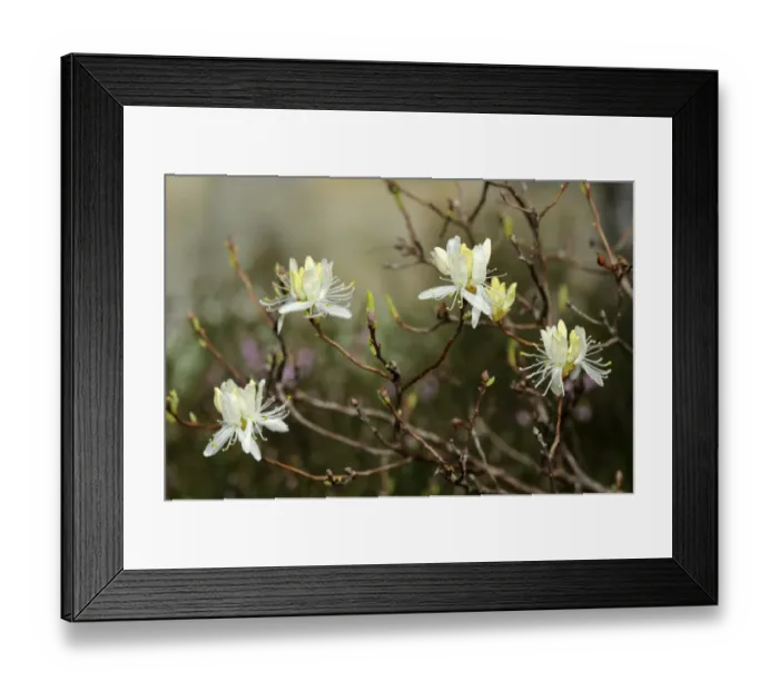 Framed Print : White Rhodora (Rhododendron canadense Alba)