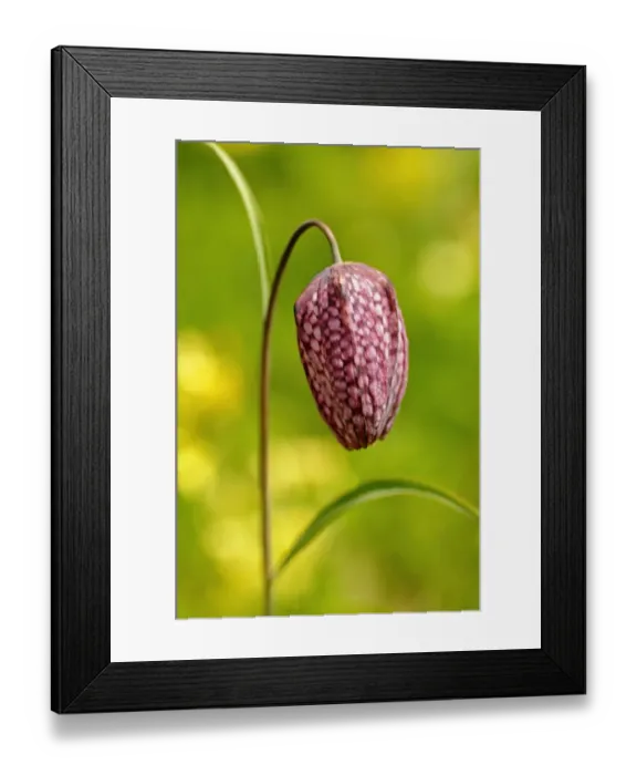 Framed Print : Snakes head fritillary, Checkered daffodil, Chess flower (Fritillaria meleagris)
