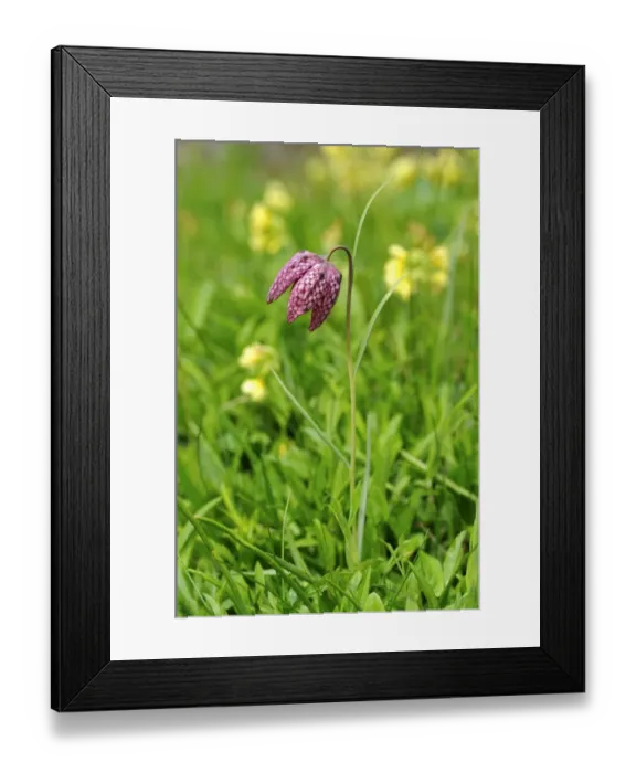 Framed Print : Snakes head fritillary, Checkered daffodil, Chess flower (Fritillaria meleagris) Framed Print : Snakes head fritillary, Checkered daffodil, Chess flower (Fritillaria meleagris)
