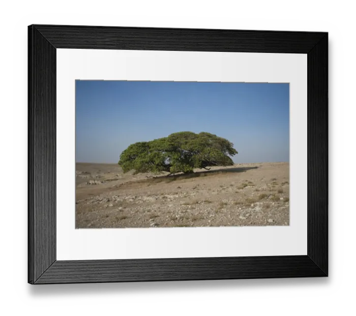 Framed Print : Magic Tree, large Fig Tree (Ficus), Ngorongoro Conservation Area, Tanzania, Africa Framed Print : Magic Tree, large Fig Tree (Ficus), Ngorongoro Conservation Area, Tanzania, Africa