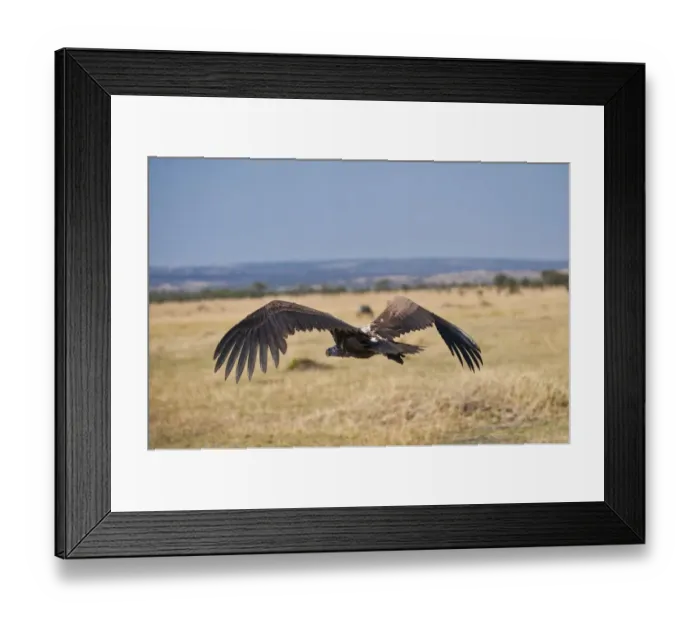 Framed Print : White-backed Vulture (Gyps africanus), Serengeti National Park, Tanzania, Africa Framed Print : White-backed Vulture (Gyps africanus), Serengeti National Park, Tanzania, Africa
