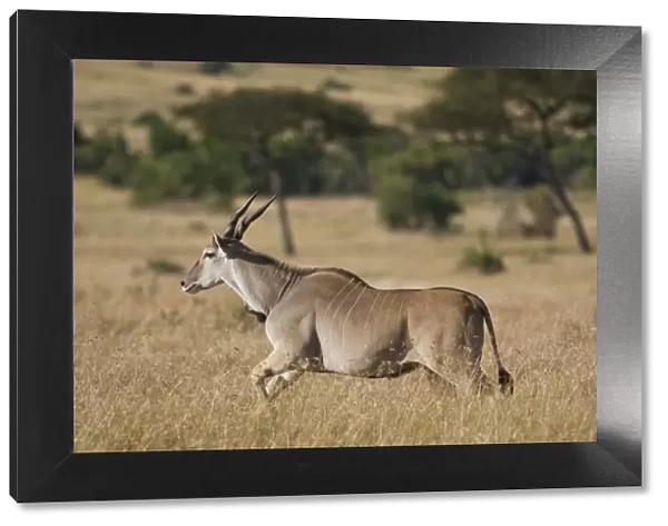 Common Eland or Eland Antilope (Taurotragus oryx), running, Serengeti National Park, Tanzania, Africa