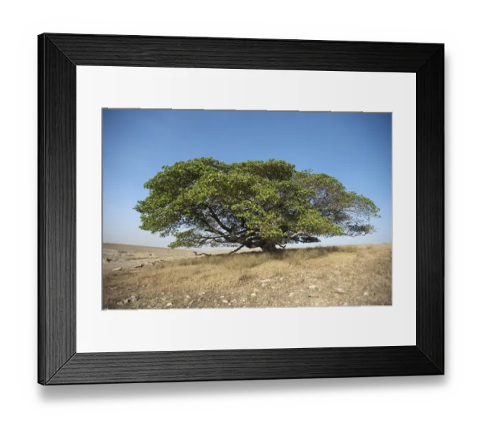 Framed Print : Magic Tree, large Fig Tree (Ficus), Ngorongoro Conservation Area, Tanzania, Africa Framed Print : Magic Tree, large Fig Tree (Ficus), Ngorongoro Conservation Area, Tanzania, Africa