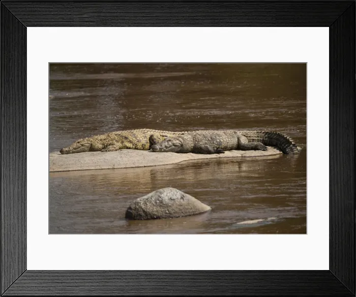 Framed Print : Nile crocodiles (Crocodylus niloticus), Mara River, Tanzania, Africa Framed Print : Nile crocodiles (Crocodylus niloticus), Mara River, Tanzania, Africa