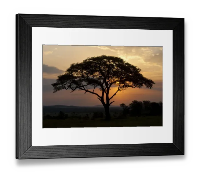 Framed Print : Umbrella Thorn Acacia (Acacia tortilis) at sunset in the Serengeti, Tanzania, Africa Framed Print : Umbrella Thorn Acacia (Acacia tortilis) at sunset in the Serengeti, Tanzania, Africa