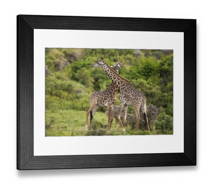 Framed Print : Two giraffes (Giraffa carmeopardalis), swinging their necks against each other, Tanzania, Africa Framed Print : Two giraffes (Giraffa carmeopardalis), swinging their necks against each other, Tanzania, Africa