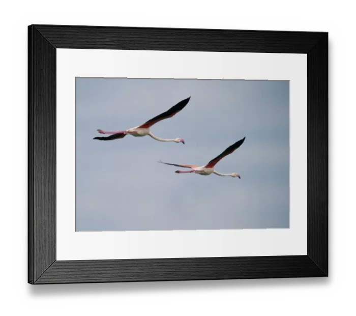 Framed Print : Two Flamingos (Phoenicopterus ruber) in flight, Tanzania, Africa Framed Print : Two Flamingos (Phoenicopterus ruber) in flight, Tanzania, Africa