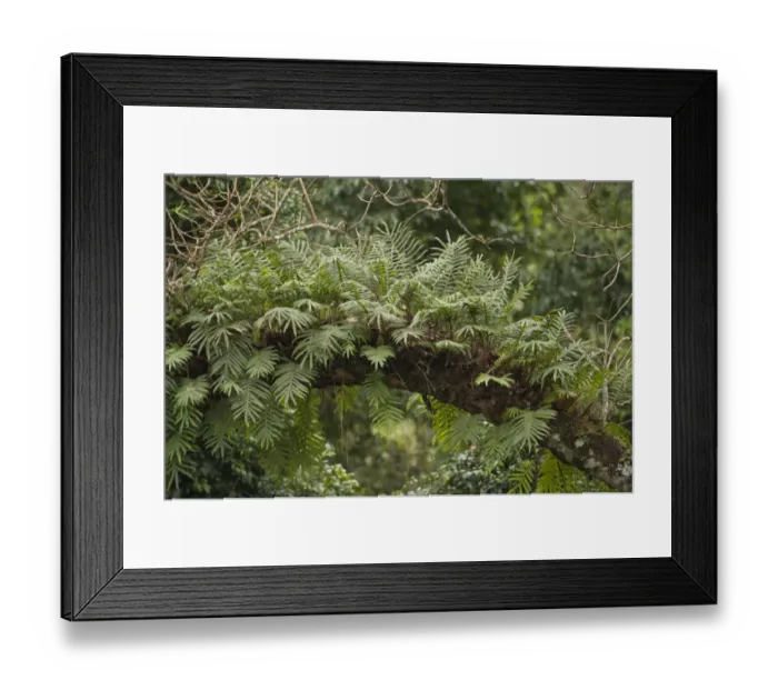 Framed Print : Tree fern Framed Print : Tree fern