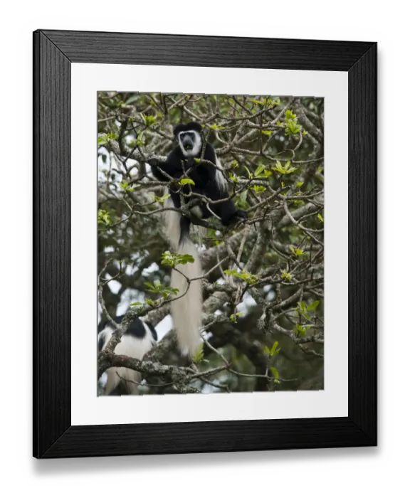 Framed Print : Mantled Guereza (Colobus guereza), Arusha National Park, Tanzania, Africa Framed Print : Mantled Guereza (Colobus guereza), Arusha National Park, Tanzania, Africa
