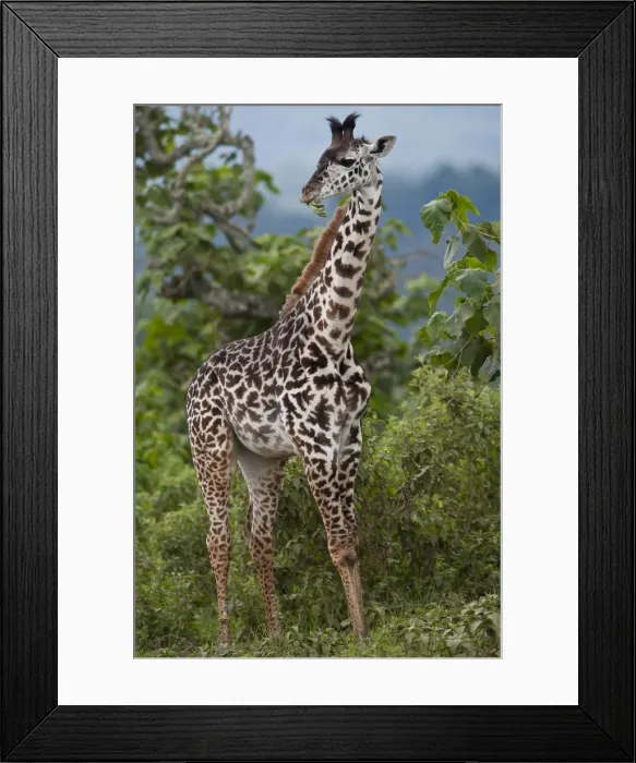 Framed Print : Giraffe (Giraffa carmeopardalis), Arusha National Park, Tanzania, Africa Framed Print : Giraffe (Giraffa carmeopardalis), Arusha National Park, Tanzania, Africa