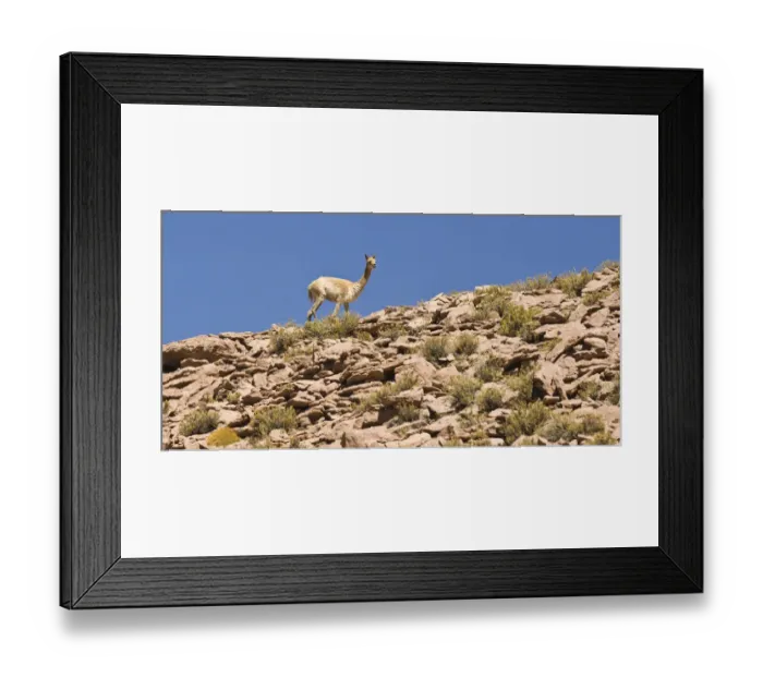 Framed Print : Vicugna (Vicugna vicugna) on a steep slope against blue sky, Los Flamencos Nacional Reserve, Atacama Desert, Antofagasta region, Chile, South America Framed Print : Vicugna (Vicugna vicugna) on a steep slope against blue sky, Los Flamencos Nacional Reserve, Atacama Desert, Antofagasta region, Chile, South America