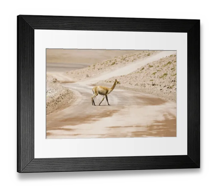 Framed Print : Vicugna (Vicugna vicugna) crossing a non-paved road, Los Flamencos Nacional Reserve, Atacama Desert, Antofagasta region, Chile, South America Framed Print : Vicugna (Vicugna vicugna) crossing a non-paved road, Los Flamencos Nacional Reserve, Atacama Desert, Antofagasta region, Chile, South America