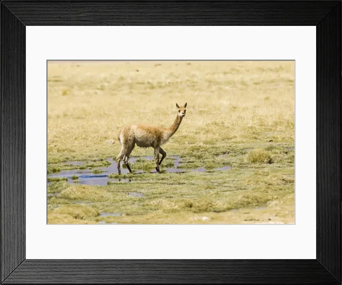 Framed Print : Vicugna (Vicugna vicugna), Los Flamencos Nacional Reserve, Atacama Desert, Antofagasta region, Chile, South America Framed Print : Vicugna (Vicugna vicugna), Los Flamencos Nacional Reserve, Atacama Desert, Antofagasta region, Chile, South America