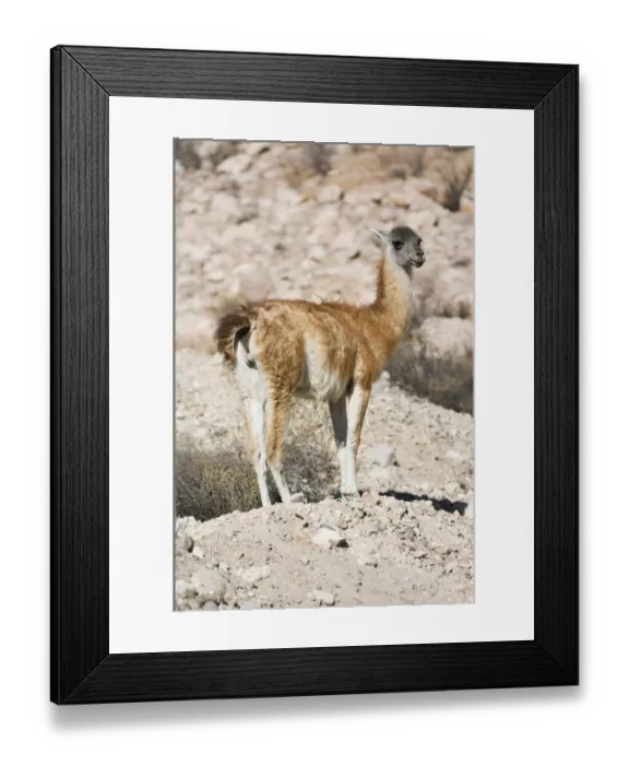 Framed Print : Guanaco (Lama guanicoe), Lauca National Park, Arica and Parinacota Region, Chile, South America Framed Print : Guanaco (Lama guanicoe), Lauca National Park, Arica and Parinacota Region, Chile, South America
