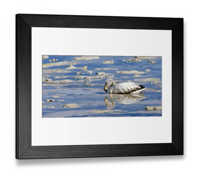 Framed Print : Young Puna or JamesaAs Flamingo (Phoenicoparrus jamesi), Laguna Hedionda, Potosi, Bolivia, South America Framed Print : Young Puna or JamesaAs Flamingo (Phoenicoparrus jamesi), Laguna Hedionda, Potosi, Bolivia, South America