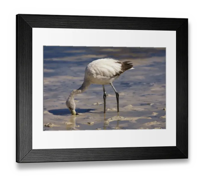 Framed Print : Young Puna or JamesaAs Flamingo (Phoenicoparrus jamesi), Laguna Hedionda, Potosi, Bolivia, South America Framed Print : Young Puna or JamesaAs Flamingo (Phoenicoparrus jamesi), Laguna Hedionda, Potosi, Bolivia, South America