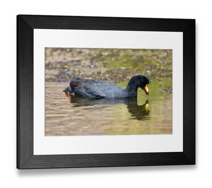 Framed Print : Giant Coot (Fulica gigantea), Atacama Desert, Antofagasta Region, Chile, South America Framed Print : Giant Coot (Fulica gigantea), Atacama Desert, Antofagasta Region, Chile, South America