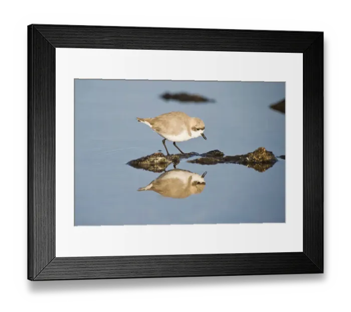 Framed Print : Puna plover (Charadrius alticola), Laguna de Chaxa, Atacama desert, Antofagasta region, Chile, South America Framed Print : Puna plover (Charadrius alticola), Laguna de Chaxa, Atacama desert, Antofagasta region, Chile, South America