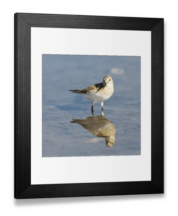 Framed Print : Bairds Sandpiper (Calidris bairdii), Laguna de Chaxa, Atacama desert, Antofagasta region, Chile, South America Framed Print : Bairds Sandpiper (Calidris bairdii), Laguna de Chaxa, Atacama desert, Antofagasta region, Chile, South America