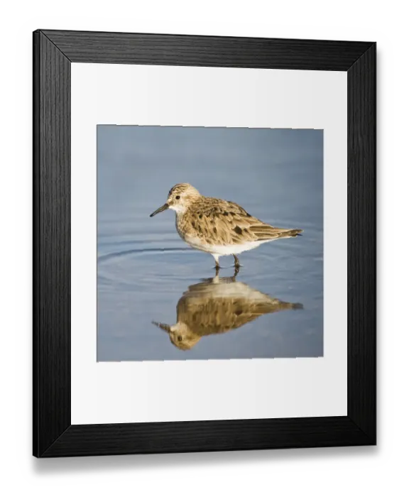 Framed Print : Bairds Sandpiper (Calidris bairdii), Laguna de Chaxa, Atacama desert, Antofagasta region, Chile, South America Framed Print : Bairds Sandpiper (Calidris bairdii), Laguna de Chaxa, Atacama desert, Antofagasta region, Chile, South America