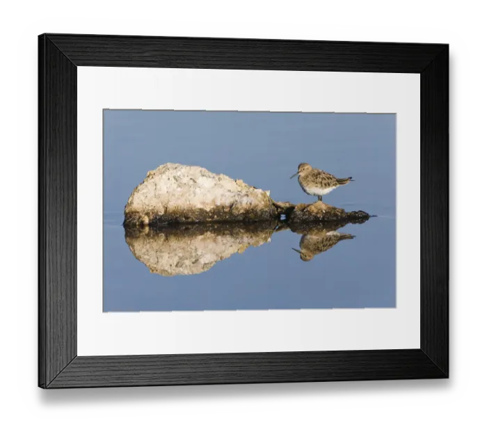 Framed Print : Bairds Sandpiper (Calidris bairdii), Laguna de Chaxa, Atacama desert, Antofagasta region, Chile, South America