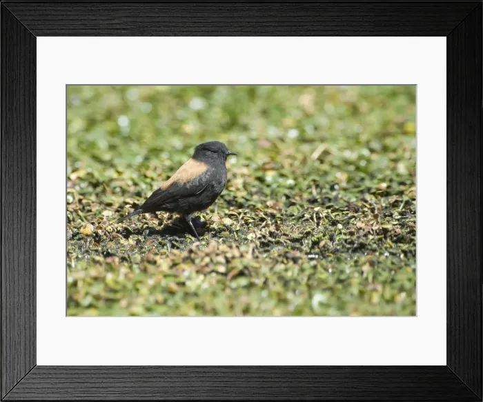 Framed Print : Andean Negrito (Lessonia oreas), Atacama desert, Antofagasta region, Chile, South America Framed Print : Andean Negrito (Lessonia oreas), Atacama desert, Antofagasta region, Chile, South America