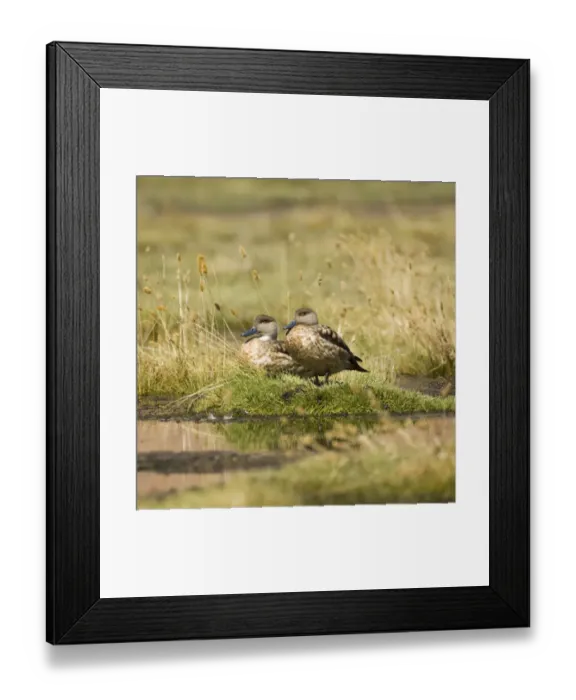 Framed Print : Patagonian crested Ducks (Lophonetta specularioides), Atacama Desert, Antofagasta Region, Chile, South America Framed Print : Patagonian crested Ducks (Lophonetta specularioides), Atacama Desert, Antofagasta Region, Chile, South America