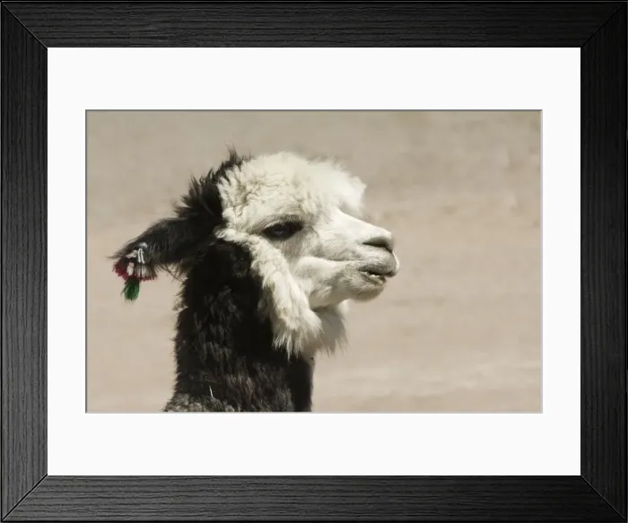 Framed Print : Alpaca (Lama pacos), Lauca National Park, Arica and Parinacota Region, Chile, South America Framed Print : Alpaca (Lama pacos), Lauca National Park, Arica and Parinacota Region, Chile, South America