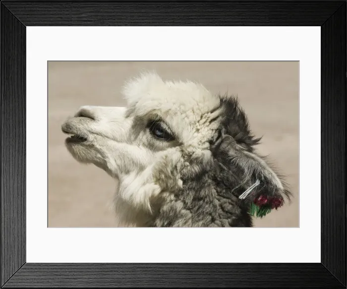 Framed Print : Alpaca (Lama pacos), Lauca National Park, Arica and Parinacota Region, Chile, South America Framed Print : Alpaca (Lama pacos), Lauca National Park, Arica and Parinacota Region, Chile, South America