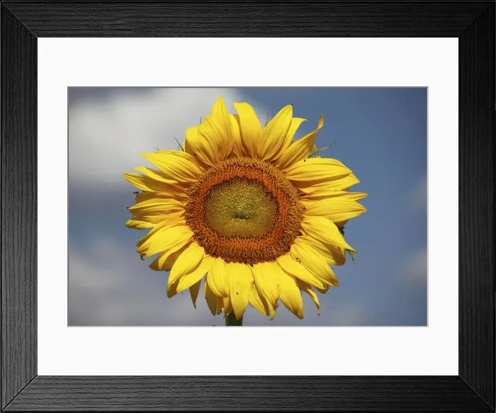 Framed Print : Sunflower (Helianthus annuus) Framed Print : Sunflower (Helianthus annuus)