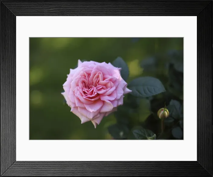 Framed Print : Garden rose (Rosa) Framed Print : Garden rose (Rosa)